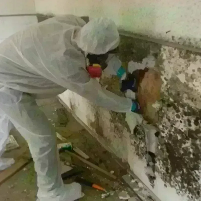 Mold Remediation and Removal in Bensley, VA